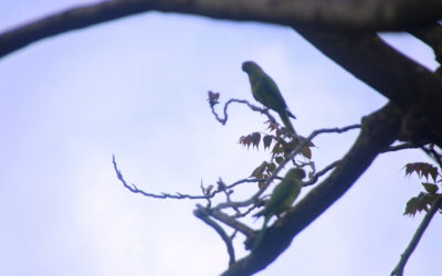 Papagei als Silhouette in Astgabel sitzend