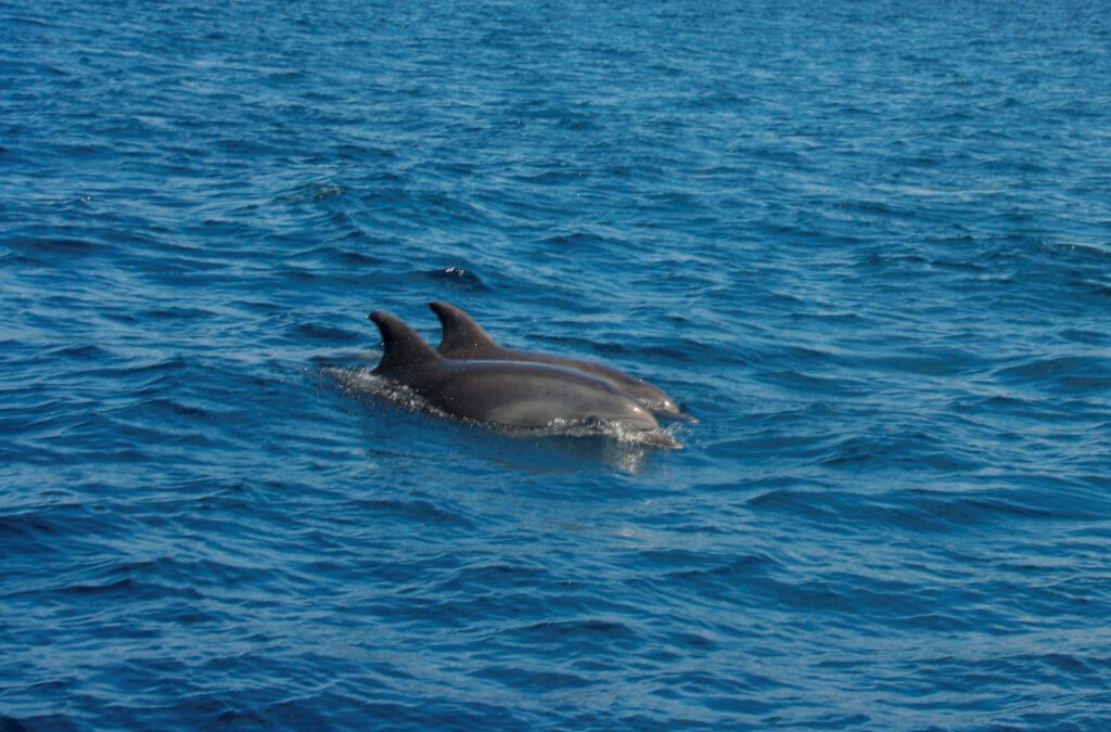 Andalusien-Delfine-schwimmen-SprachenGalerie-1024×684