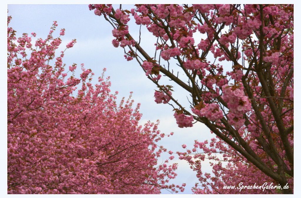 KirschbaumblÃ¼te-Cherry-Blossom-Berlin-SprachenGalerie-1024×698