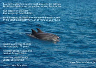 2 Delfine schwimmen im Meer